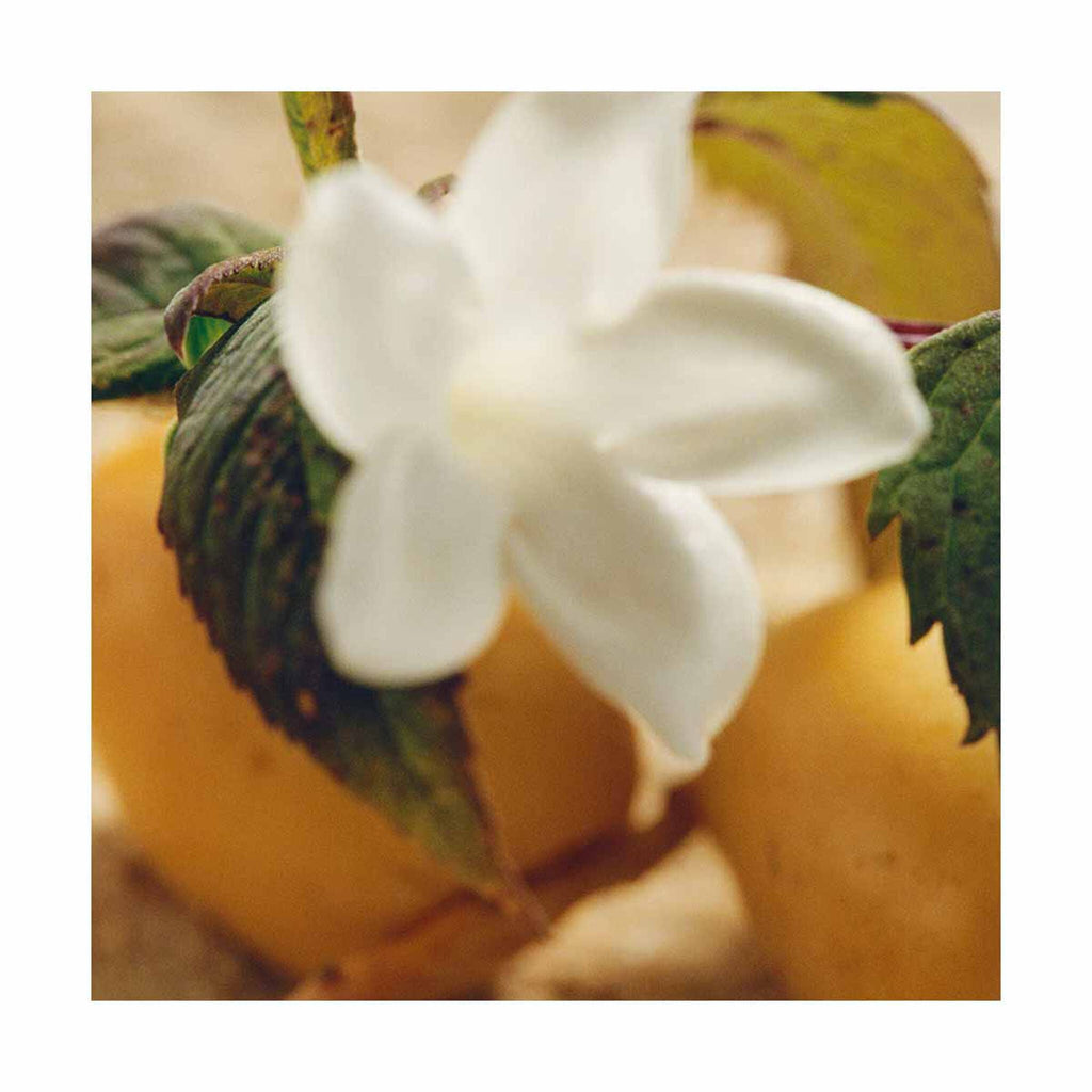 Chloe Nomade Jasmin Naturel Intense by Chloe at Tivor Egypt - product image 4